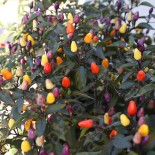 🌶️ Graines de POIVRON et PIMENT - PIMENT Lila Luzi - Graines BIO