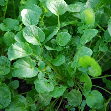 CRESSON d'HIVER - Graines BIO | Sativa | Graines et Bio