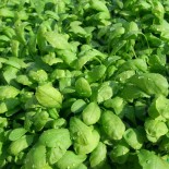 🥬 Graines de CRESSON - CRESSON à Grandes Feuilles - Graines BIO