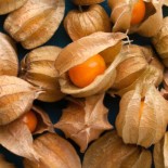 PHYSALIS Goldie - Graines BIO