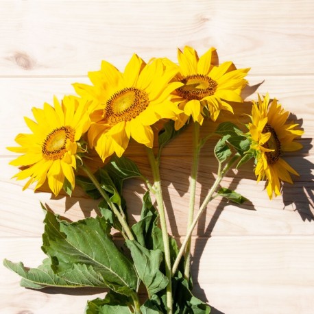 TOURNESOL à FLEURS "Irish Eyes" - Graines BIO | KOKOPELLI | Graines et Bio