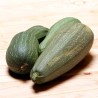 COURGETTES - DUO Kokopelli - Graines BIO | KOKOPELLI | Graines et Bio