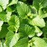 MÉLISSE OFFICINALE - Graines BIO | KOKOPELLI | Graines et Bio