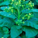 Graines de TABAC - TABAC DE CÉRÉMONIE Hopi - Graines BIO