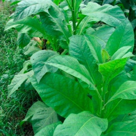 TABAC One Sucker - Graines BIO | KOKOPELLI | Graines et Bio