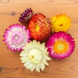 💐 Graines de FLEURS POUR BOUQUETS - IMMORTELLE NAINE "Pleno Bikini" - Graines BIO