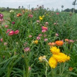 IMMORTELLE NAINE "Pleno Bikini" - Graines BIO | KOKOPELLI | Graines et Bio