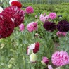 PAVOT MÉLANGE "Perky Peony Mix" - Graines BIO | KOKOPELLI | Graines et Bio