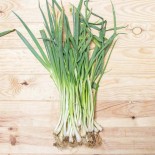 CIBOULE DU JAPON "Kyoto Kujo Negi" - Graines BIO | KOKOPELLI | Graines et Bio