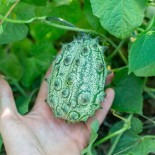 🥒 Graines de CONCOMBRE - KIWANO CONCOMBRE Cornu d'Afrique - Graines BIO