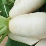 NAVET MARTEAU - Graines BIO | KOKOPELLI | Graines et Bio