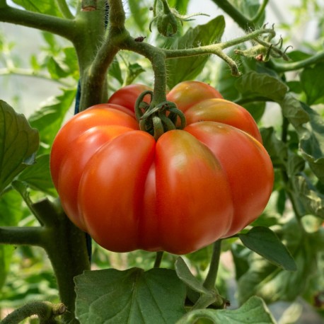 TOMATE MARMANDE - Graines BIO | KOKOPELLI | Graines et Bio