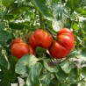 TOMATE MARMANDE - Graines BIO | KOKOPELLI | Graines et Bio