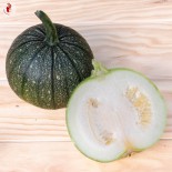 COURGETTE RONDE DE NICE + 50 % - Graines BIO | KOKOPELLI | Graines et Bio