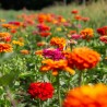 ZINNIA "Jim Baggett’s Choice Mix" - Graines BIO | KOKOPELLI | Graines et Bio