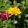 ZINNIA "Jim Baggett’s Choice Mix" - Graines BIO | KOKOPELLI | Graines et Bio