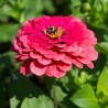 ZINNIA "Jim Baggett’s Choice Mix" - Graines BIO | KOKOPELLI | Graines et Bio