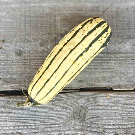 COURGE DELICATA ou SWEET POTATO - Graines BIO | Ferme de Sainte Marthe | Graines et Bio