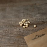 COURGE DELICATA ou SWEET POTATO - Graines BIO | Ferme de Sainte Marthe | Graines et Bio