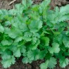 CORIANDRE Cultivée +50% offert - Graines BIO | KOKOPELLI | Graines et Bio