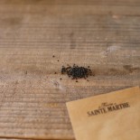 BASILIC MARSEILLAIS - Graines BIO | Ferme de Sainte Marthe | Graines et Bio