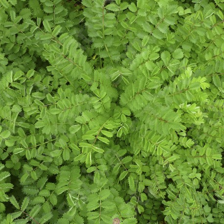 PIMPRENELLE  - Graines BIO | Sativa | Graines et Bio