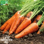 🥕 Graines de CAROTTE - CAROTTE DE LUC - Graines BIO