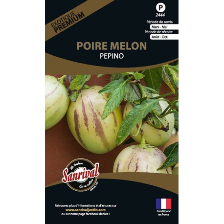 POIRE MELON Pepino - Graines PREMIUM non traitées | SANRIVAL | Graines et Bio