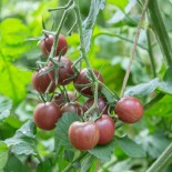 TOMATE CERISE BLACK CHERRY + 50% - Graines BIO | KOKOPELLI | Graines et Bio