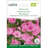 LAVATÈRE Annuelle - Graines BIO | Sativa | Graines et Bio