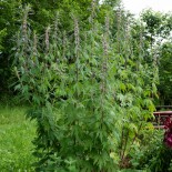 AGRIPAUME Cardiaque - Graines BIO | KOKOPELLI | Graines et Bio