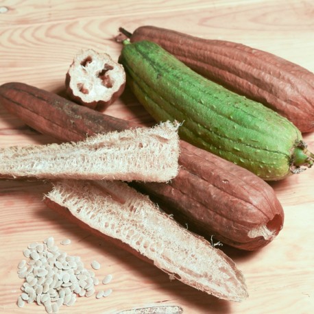 LUFFA ÉPONGE VÉGÉTALE à Graines Blanches - Graines BIO | KOKOPELLI | Graines et Bio