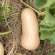 COURGE BUTTERNUT Waltham - Graines BIO