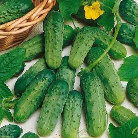 CORNICHON NATIONAL PICKLING - Graines BIO | KOKOPELLI | Graines et Bio