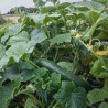 CONCOMBRE GREEN FINGER - Graines BIO | KOKOPELLI | Graines et Bio
