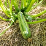 COURGETTE Nimba - Graines BIO | KOKOPELLI | Graines et Bio
