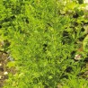 ARMOISE Annuelle ou ARTEMISIA - Graines BIO | Ferme de Sainte Marthe | Graines et Bio