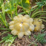 COURGES PÂTISSONS EN MÉLANGE - Graines BIO | KOKOPELLI | Graines et Bio