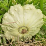 COURGES PÂTISSONS EN MÉLANGE - Graines BIO | KOKOPELLI | Graines et Bio