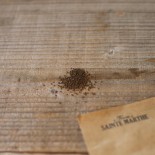 COMPAGNON ROUGE ou SILÈNE DIOIQUE - Graines BIO | Ferme de Sainte Marthe | Graines et Bio