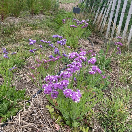 STATICE PASTEL en Mélange ou LIMONIUM - Graines BIO | Ferme de Sainte Marthe | Graines et Bio