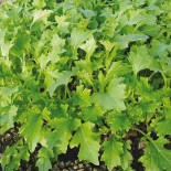 NAMENIA - Graines BIO | Ferme de Sainte Marthe | Graines et Bio