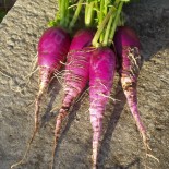 RADIS BLEU d'Automne et d'Hiver - Graines BIO | Sativa | Graines et Bio