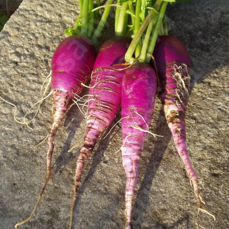 RADIS BLEU d'Automne et d'Hiver - Graines BIO | Sativa | Graines et Bio