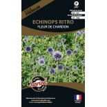 FLEUR DE CHARDON BLEU ou ECHINOPS - Graines PREMIUM non traitées | SANRIVAL | Graines et Bio