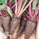 BETTERAVES en MÉLANGE 4 variétés - Graines BIO | La Semence Bio | Graines et Bio