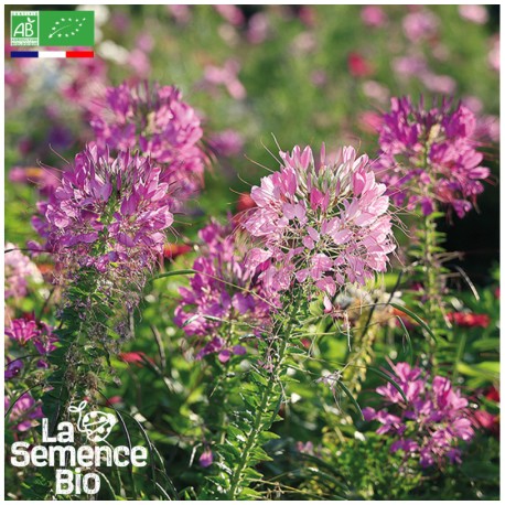 CLÉOME - Graines BIO | La Semence Bio | Graines et Bio