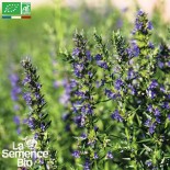 🌿 Graines AROMATIQUES et MEDICINALES - HYSOPE OFFICINALE - Graines BIO