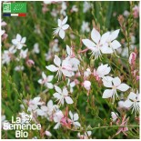🌷Graines de FLEURS DE JARDIN - GAURA de Lindheimer - Graines BIO