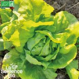 🥬 Graines de LAITUE - LAITUE SUCRINE Appia - Graines BIO